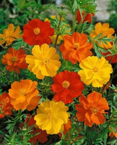 Flower (Susies π Mystery Flower Mix) 1050+ Seeds :) Instructions Included x - Picture 20 of 24