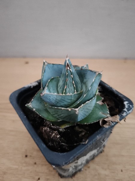 9818 AAGAVE Pumila vaso de 7,0cm. suculenta