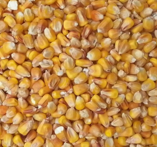 Futtermais 5 Kg Gebrochen – Gelber Mais Für Hühner, Enten, Pferde & Tauben, Futterqualität