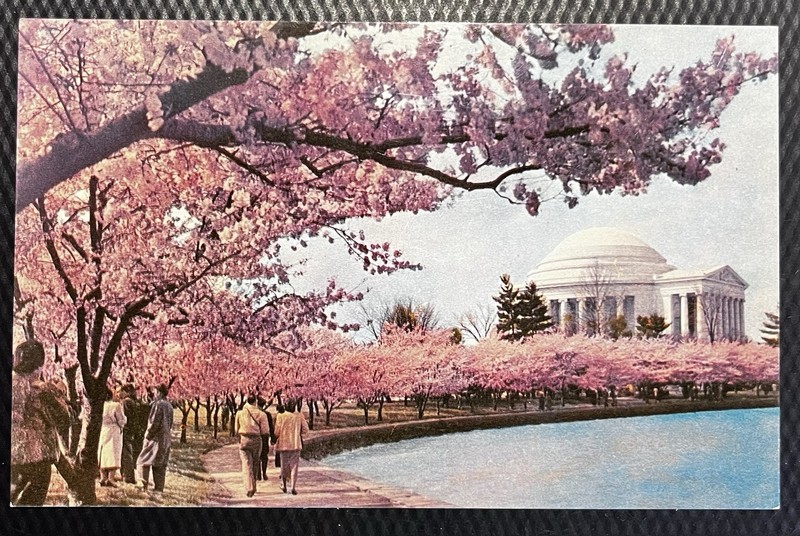 Cherry Blossom Time, Thomas Jefferson Memorial, Washington DC Vintage Postcard ￼