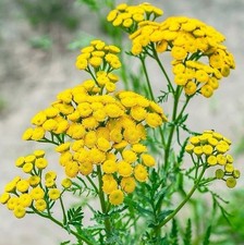 100 Tansy Seeds - Tanacetum vulgare - Heirloom, Perennial Flower Seeds Non-GMO