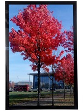 Medog 11x17 Black Picture Frame for Wall Display Poster, 11x17, Wood