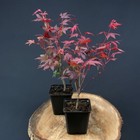 Foto 2 di 5