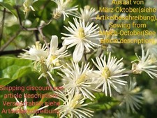 Vite di bosco ordinaria, Clematis vitalba, Old mans's beard, 100 semi, semi