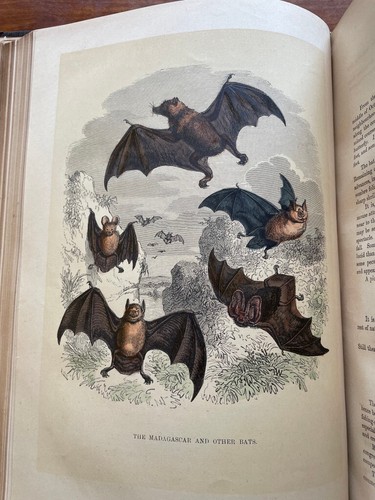 c1870 CASSELL'S POPULAR NATURAL HISTORY 4 VOLUMES LEATHER COLOURED ENGRAVINGS - Picture 8 of 24