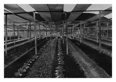 US Air Force Ascension Island Hydroponics Garden 7 May 1945
