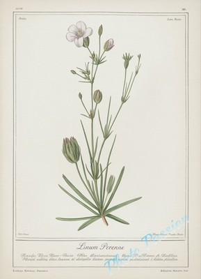 A4 Foto Botanisches Brett Vintage Blume Illustration Poster Kunstdruck 6721