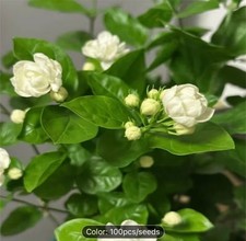 100pcs seeds Night-Blooming Jasmine, Lady of the Night, Fragrant Night Jasmine