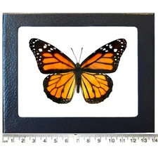 Danaus plexippus REAL NORTH AMERICAN MONARCH BUTTERFLY INSECT FRAMED