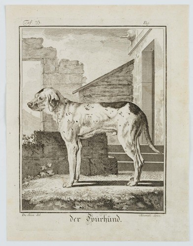 J. SÈVE (1742-1788), Der Spürhund, Kupferstich Realismus Tiere 1700-1749 - Bild 2 von 4