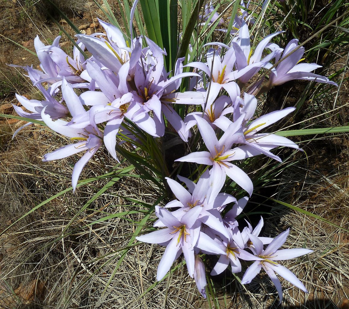 Xerophyta retinervis Rare! Hardy Black Desert Lily, Black Stick