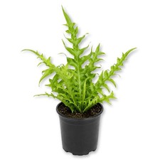 Fishtail Fern - 1 Live Plant in a 4 Inch