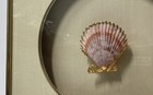 Specimen Shell Art of Pecten Nobilis Shell Vintage Matted & Framed — photo 3