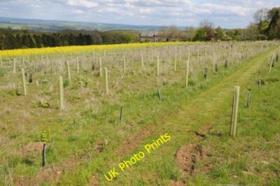 Photo 6x4 Tree saplings near Holt Farm Blockley Recently planted tree sap c2015