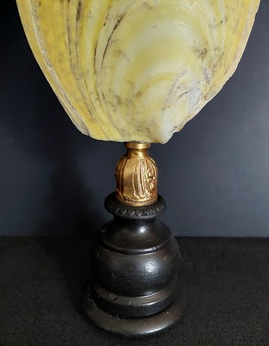 Cabinet de Curiosités coquillage acesta rathbuni sur socle - Picture 4 of 4