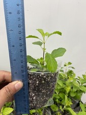 Tulsi Holy Basil plant,  Krishna Tulsi 100% genuine.One matured healthy plant UK