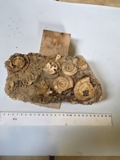Lias  Dekorative Schau-Stufe mit Dactylioceras athleticum Schlaifhausen  