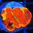Corals of Eden ~ WYSIWYG Live Coral Frag ~ AppleJacks Favia Coral ~ LPS SPS — photo 2