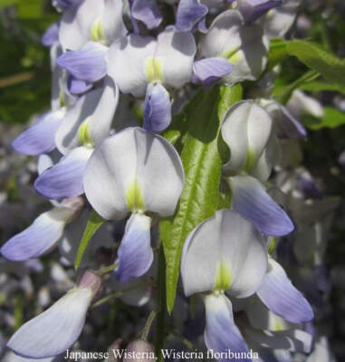 wisteria Near 11/16配達予定 s-l400.jpg