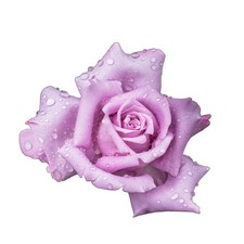 Bush Rose Plants - 'Blue Moon' -  1 x Full Plant in a 5 Litre Pot