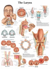 The Larynx Posters Prints Wall Chart Human Anatomy Medical Canvas Art Painting