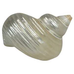 Vintage Polished White Turbo Shell 2" Natural Sea Shell Home Decor Beach Ocean