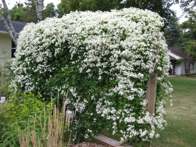 Live Plant Sweet Autumn Clematis Vine Plants Perennial Many Pretty White Flowers For Sale Online Ebay