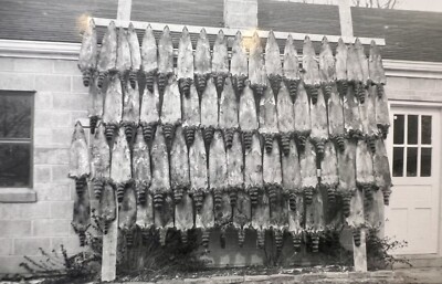 ORIGINAL 1955 PHOTO HUNTING 69 RACCOONS PELTS HANGING 5 X 3.5 