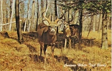 "Curious White Tail Bucks" in Woods, White-Tailed Deer (Odocoileus virginianus)