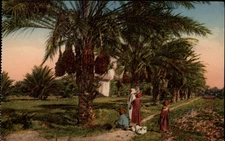 Date Harvest Biskra Algeria vintage postcard t543
