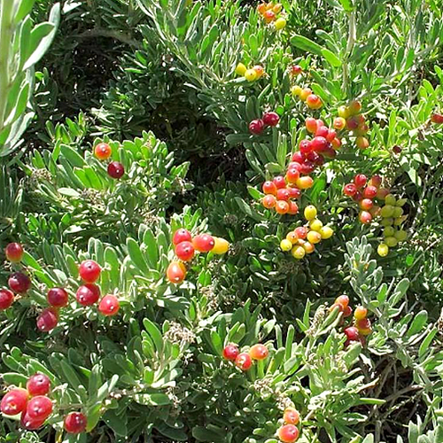 5 X NITRE BUSH SEEDS-KARRAMBI-WILD GRAPE-BUSH TUCKER FRUIT TREE-GARDEN PLANT - Picture 3 of 5