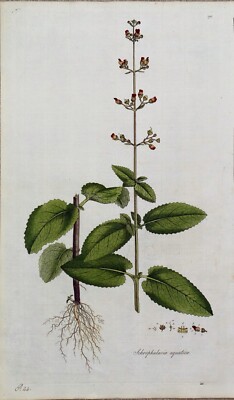 WASSERFIGURENKRAUT Curtis großer antiker botanischer Druck Flora Londinensis 1777