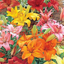 Lilium ASIATIC LILY MIX 3 Live Flower Plant Bulbs Orange Pink Red Yellow Large