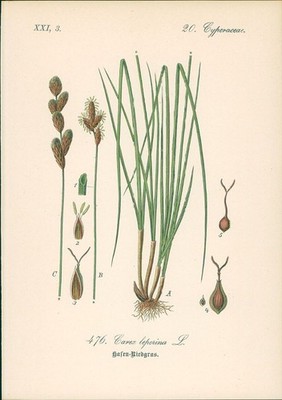 Chromolithographie : Hasen-Riedgras. Hasenpfoten-Segge. Carex leporina L. Cypera