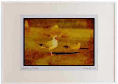008175 Ringschnabel Möwe gähnen Aquarell Bilderrahmen limitierte Auflage A2