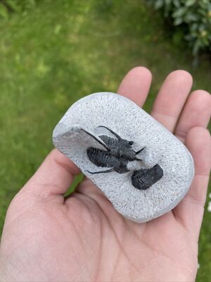 Fossil Cyphaspis walteri und Proetus Trilobit, Devon - Trilobit, Marokko