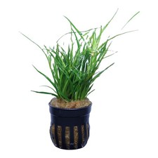 Juncus repens Aquarium Freshwater Live Plants