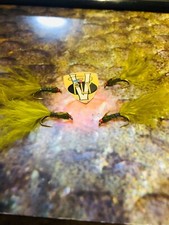 4 V Fly Size 10 Ultimate Flash Back Red Head Damsel Nymph Trout Flies