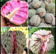 Pink ilama Tree - Grafted