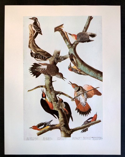 John James Audubon Birds Red-bellied Woodpecker Vintage Print Book Plate 333 - Picture 3 of 3