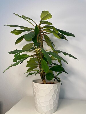 Euphorbia Leuconeura (Spuckpalme) - 10 x (Pflanzen-)Samen -  Wolfsmilchgewchse | eBay.de
