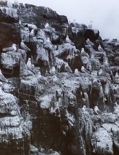 Tern Nests on Cliff in The Farne Islands ENGLAND 1949 Magic Lantern Glass Slide