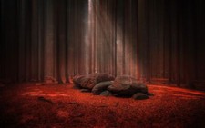 Landscape nature sunlight forest stones trees leaves red Custom Gaming Mat Desk