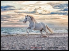 Horse on the Beach - DIY Chart Counted Cross Stitch Patterns Needlework DMC