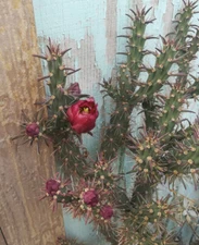 Cylindropuntia versicolor Elongated sections Deep Red Flowers 1x Cutting