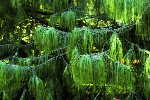 30 MEXICAN WEEPING PINE TREE Evergreen Pinus Patula Seeds *Flat S/H - Picture 6 of 9