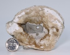 Fossil Clam & Golden Calcite UV Fluorescent Mercanaria 4.11" Florida FL COA 6983
