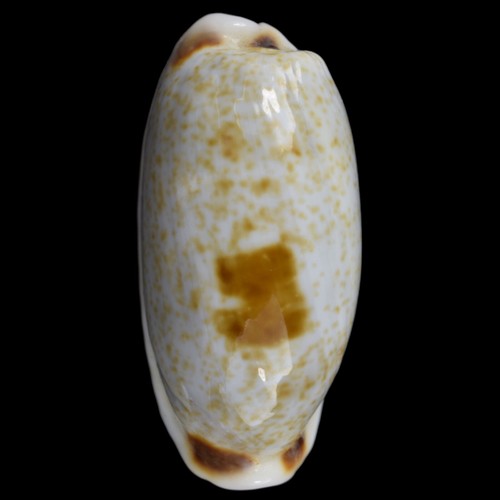 CYPRAEA (Erronea) CYLINDRICA (Olango Isl., Philippines) 24.8mm #44934 - Picture 2 of 4