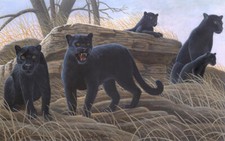 Ceramic Backsplash Tile Mural Big Cat Wildlife Kitchen/Bathroom - No Trespassing
