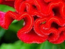 100 Cockscomb Seeds to Plant Amazing Garden Flower Made in USA Celosia Seed